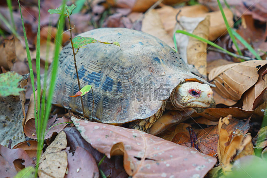 尼泊尔奇特旺国家公园野生动物乌龟图片素材免费下载