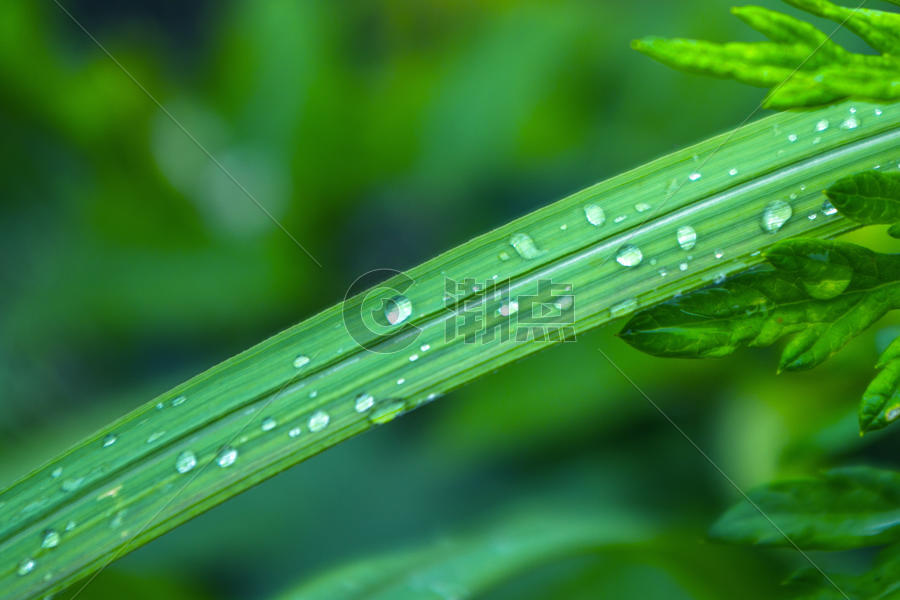 下雨天植物图片素材免费下载