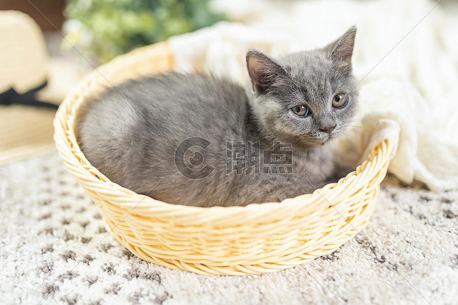 篮子里的小猫图片素材免费下载
