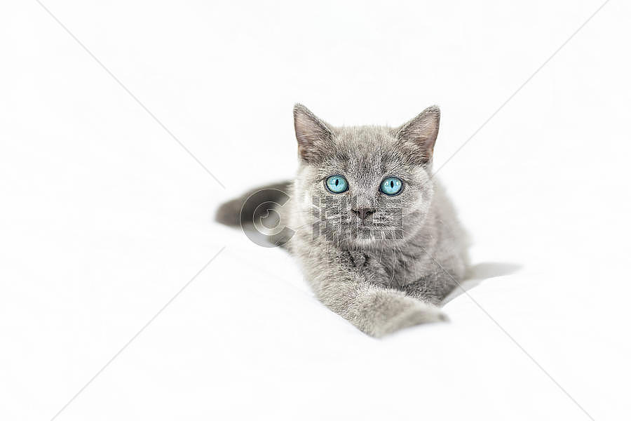 蓝眼睛小猫图片素材免费下载