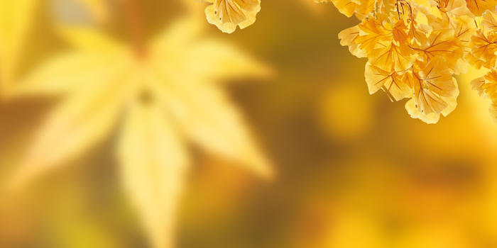 秋天黄树叶图片素材免费下载