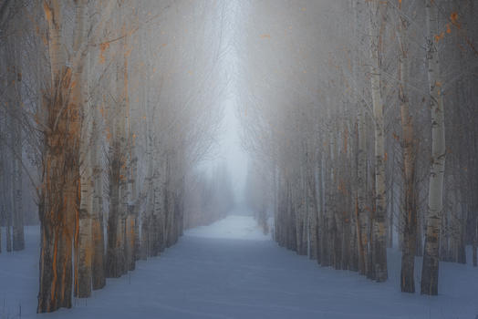冬日森林图片素材免费下载