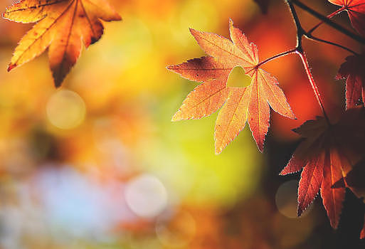 秋季图片素材免费下载