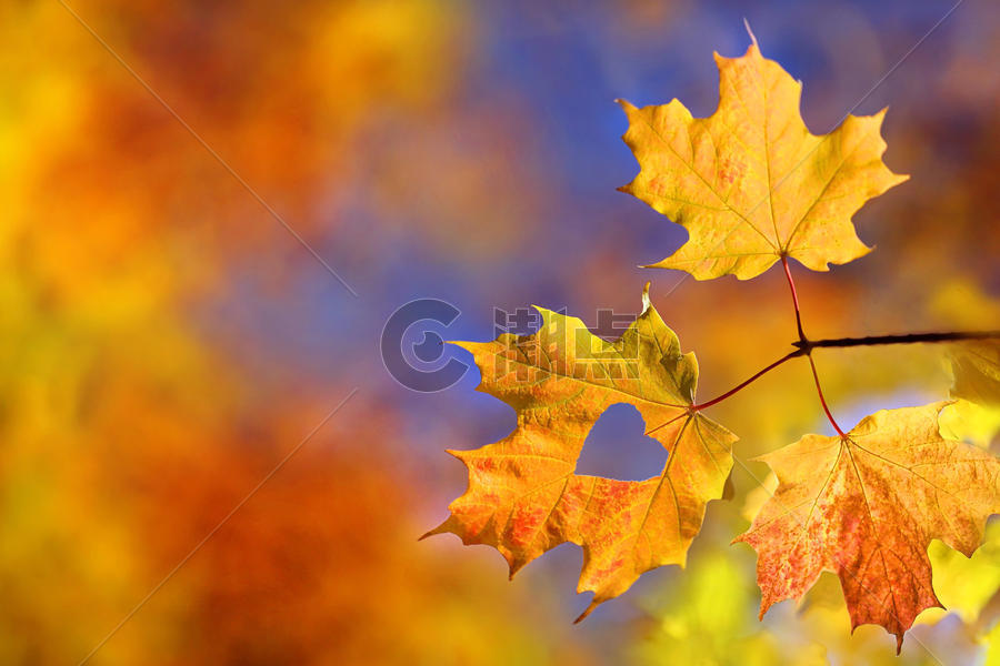 秋天的枫树叶子图片素材免费下载
