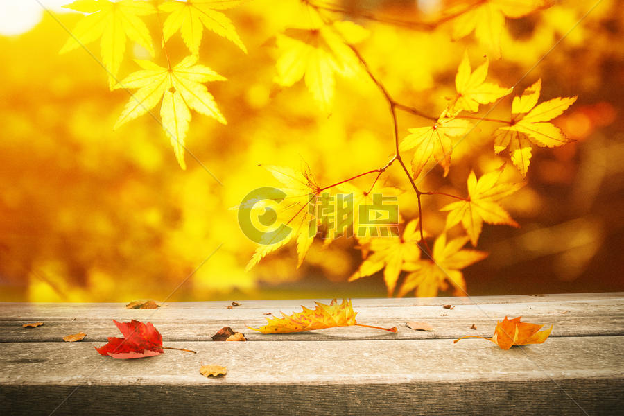 秋季落叶背景图片素材免费下载