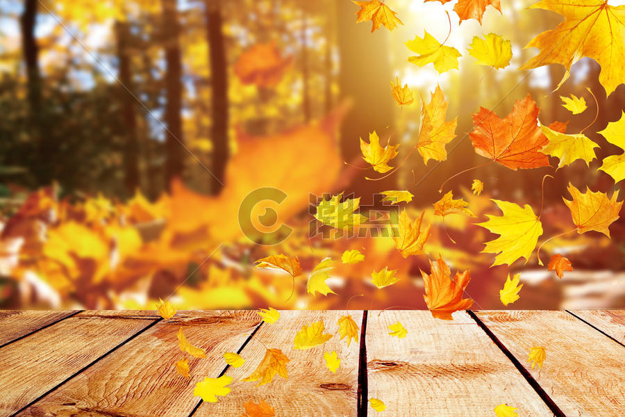 秋季落叶背景图片素材免费下载
