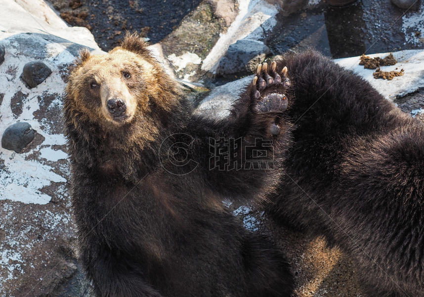 北海道登别熊牧场图片素材免费下载