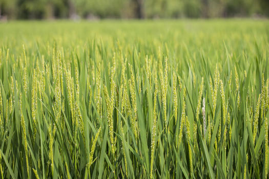 水稻农作物图片素材免费下载