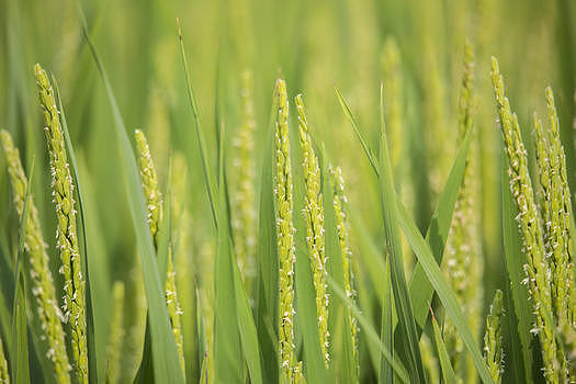 水稻农作物图片素材免费下载