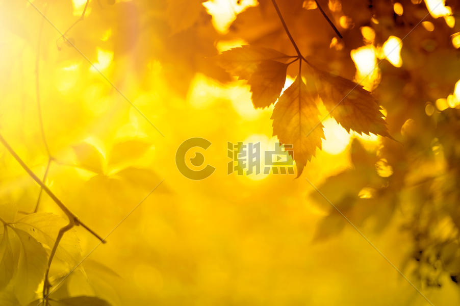 秋天枫叶美景图片素材免费下载