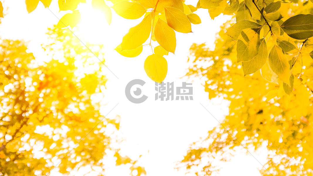秋季美景    图片素材免费下载