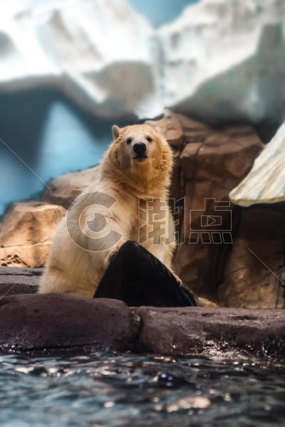 动物园北极熊的凝视图片素材免费下载