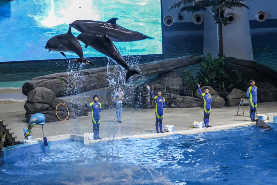 海洋馆的海豚表演图片素材免费下载