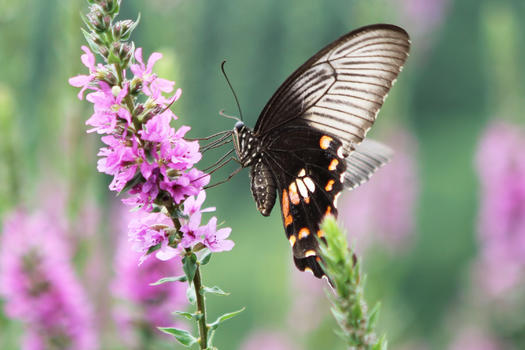 薰衣草上的花蝴蝶授粉图片素材免费下载