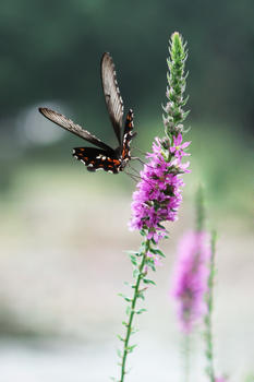 薰衣草上的花蝴蝶图片素材免费下载