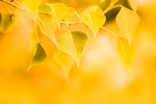 秋季落叶图片素材免费下载