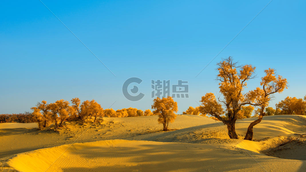 沙漠胡杨图片素材免费下载