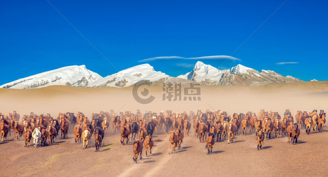 雪山下奔跑的马群图片素材免费下载