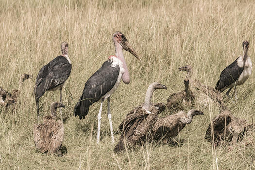 肯尼亚野生秃鹫图片素材免费下载