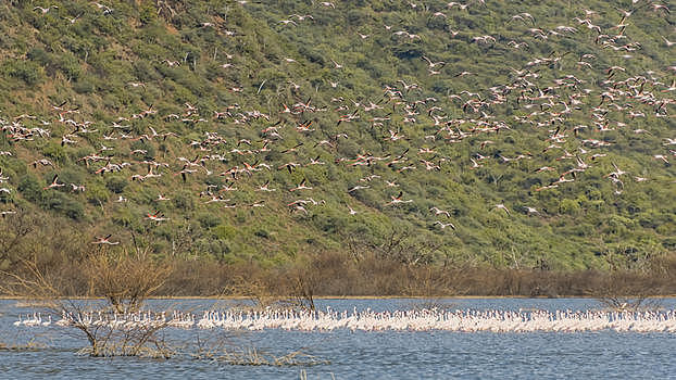 肯尼亚野生鸟群图片素材免费下载