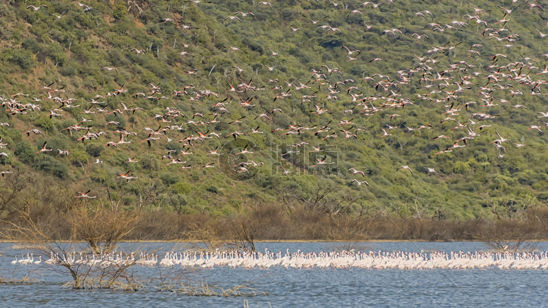 肯尼亚野生鸟群图片素材免费下载