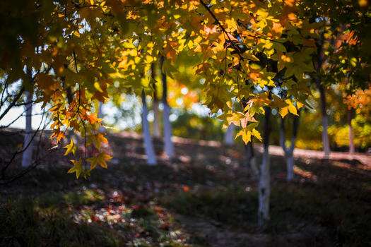 秋色的红黄枫叶图片素材免费下载