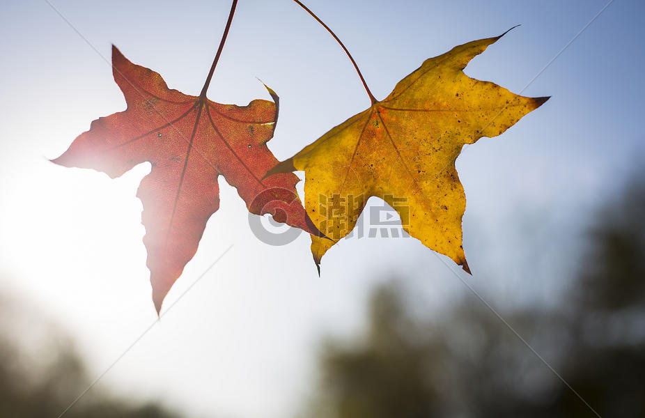 秋天的红黄枫叶图片素材免费下载