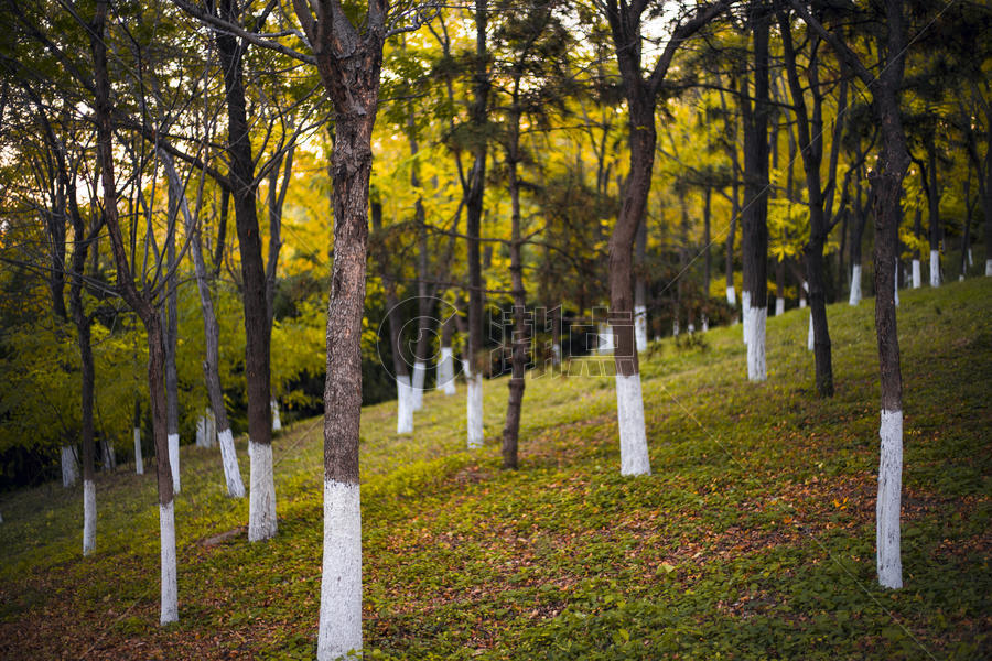 奥林匹克森林公园的秋天树林图片素材免费下载