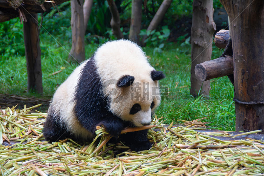 玩耍的大熊猫图片素材免费下载