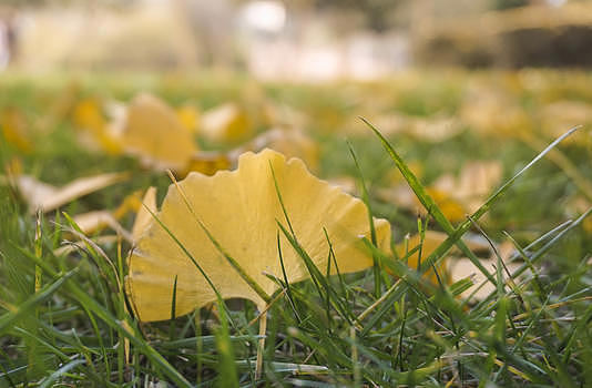 公园草坪上满地的金黄色银杏叶图片素材免费下载