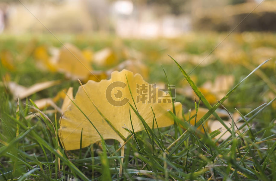 公园草坪上满地的金黄色银杏叶图片素材免费下载
