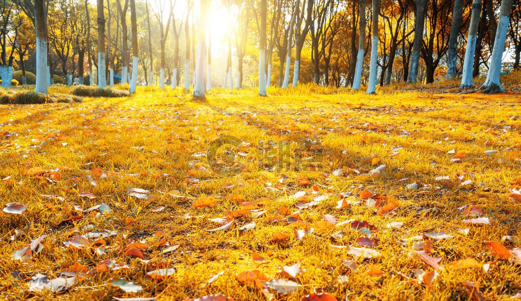 秋天树叶图片素材免费下载