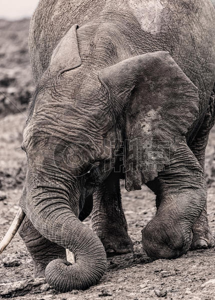 非洲肯尼亚野生动物图片素材免费下载