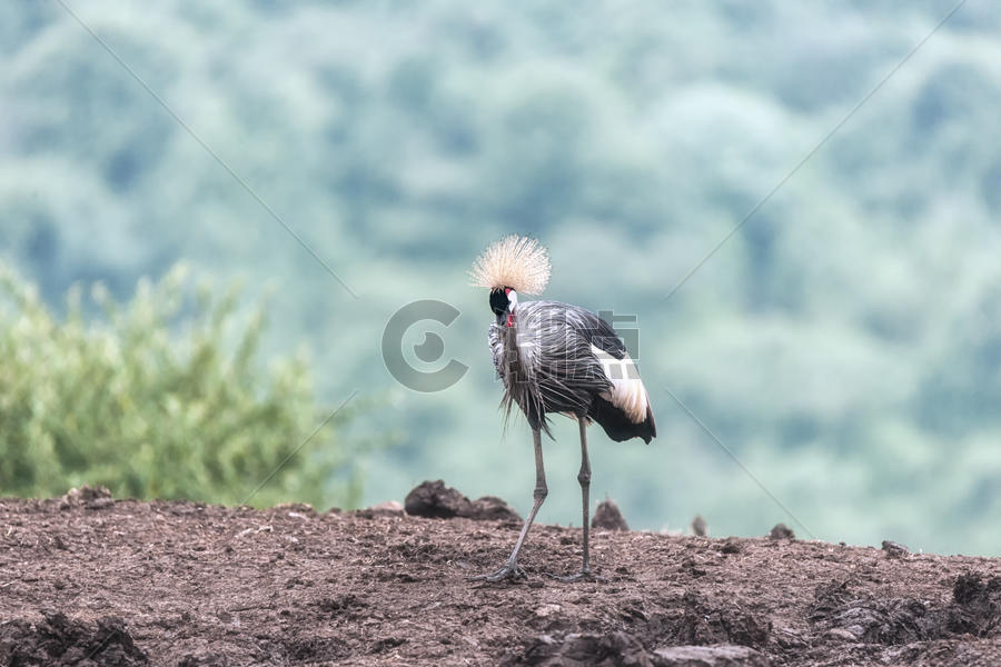 非洲肯尼亚野生鹤图片素材免费下载