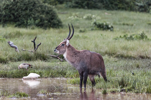 非洲肯尼亚野生动物图片素材免费下载