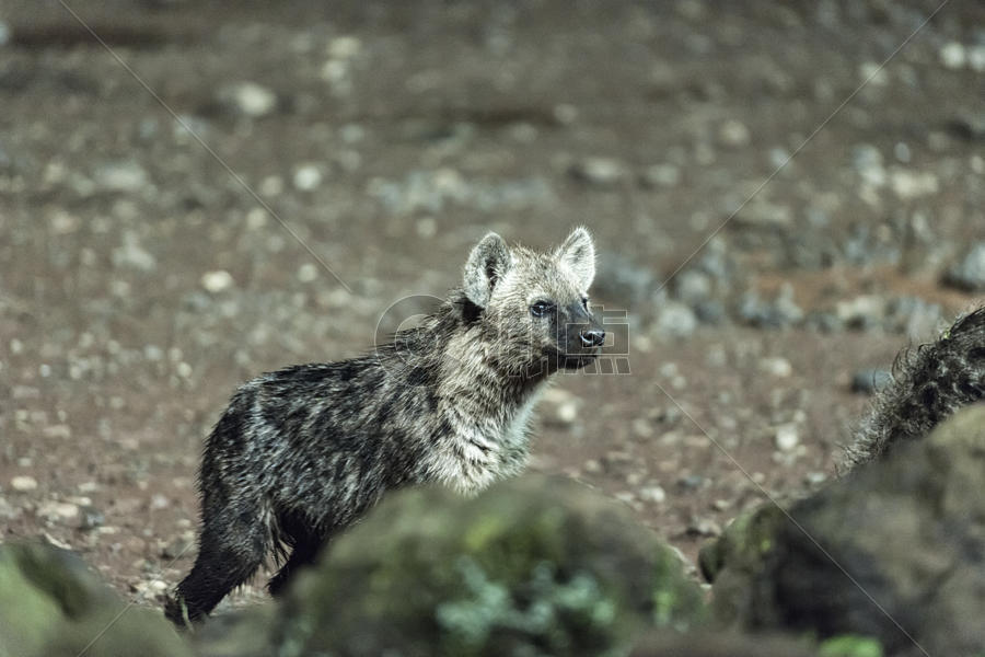 非洲肯尼亚野生鬣狗图片素材免费下载