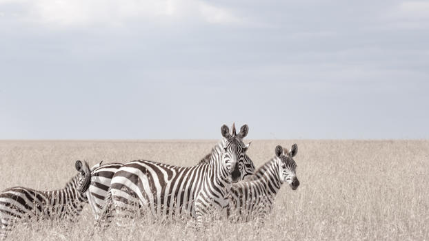 非洲肯尼亚野生斑马图片素材免费下载