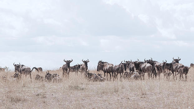 非洲肯尼亚野生牛群图片素材免费下载