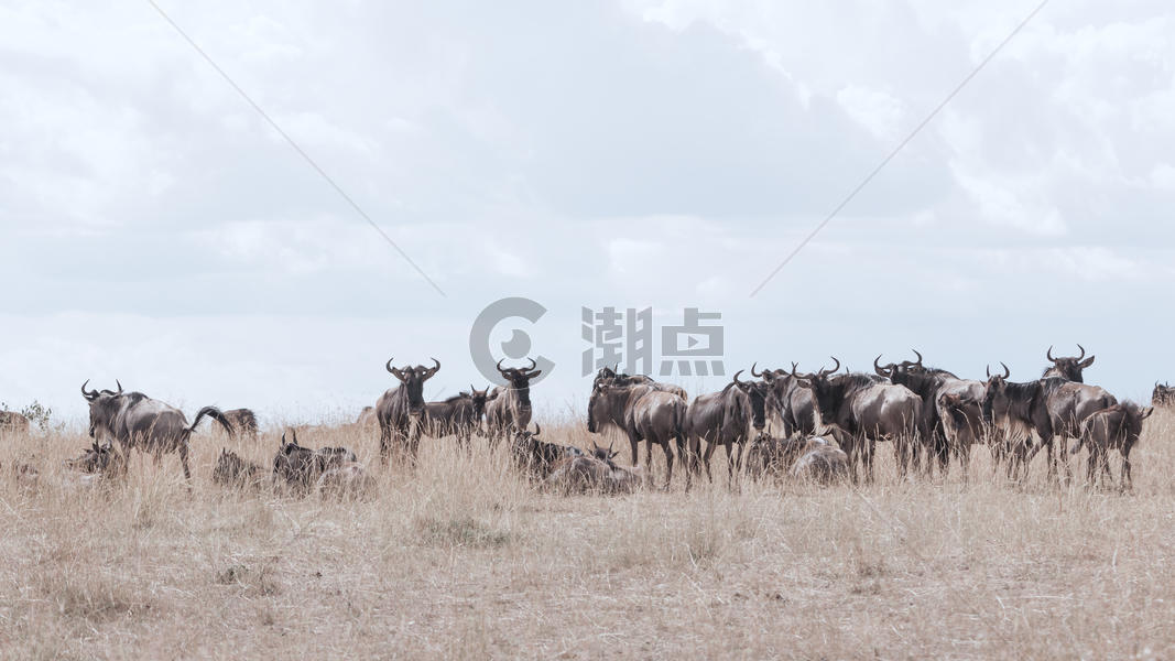 非洲肯尼亚野生牛群图片素材免费下载