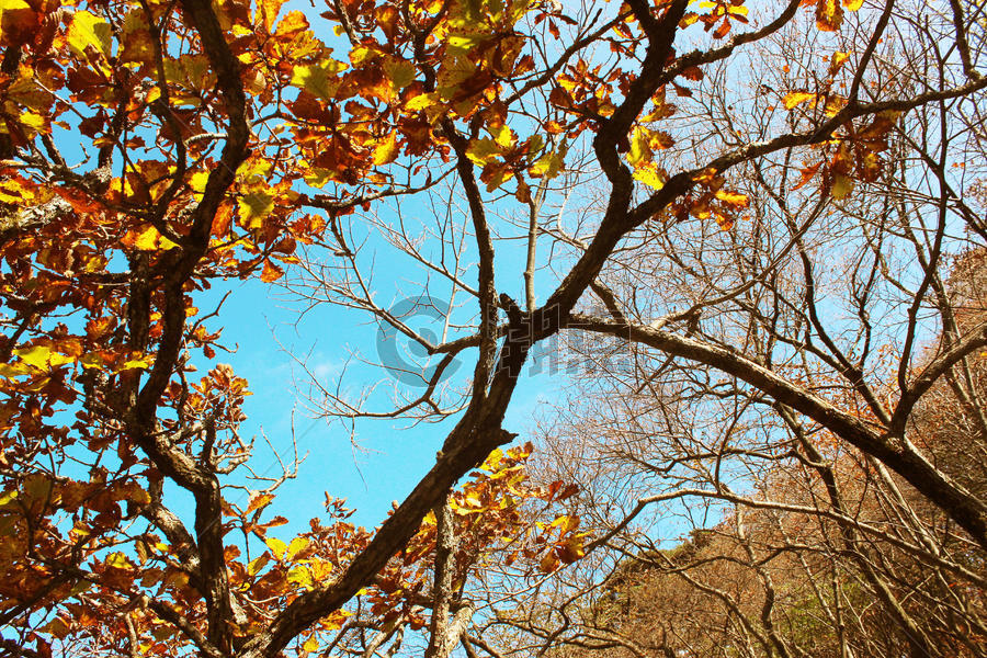 秋天的树林里秋意浓浓图片素材免费下载