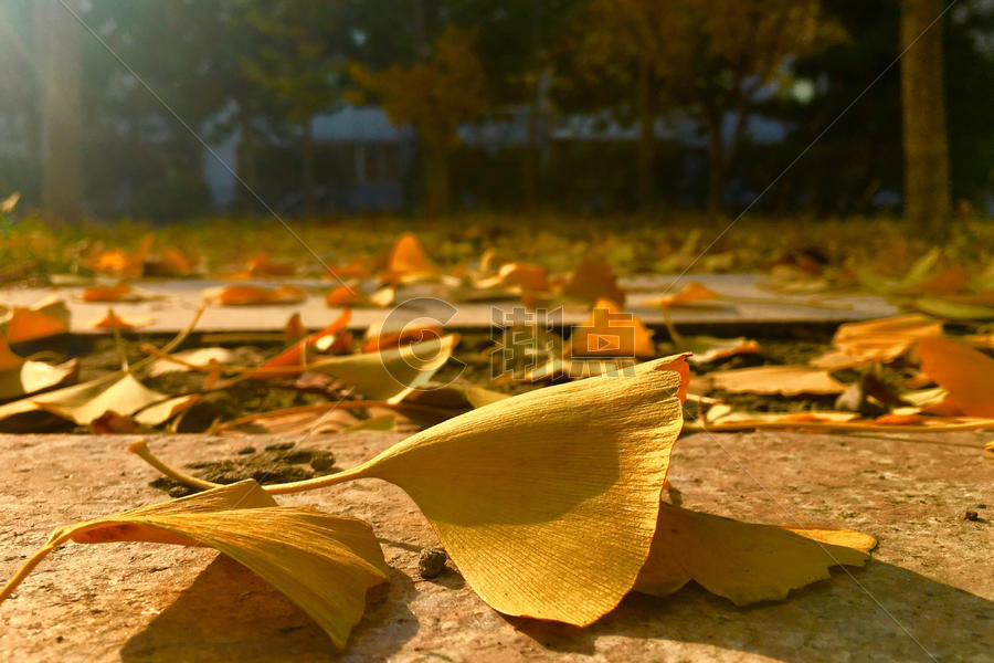 秋日清晨中的金色银杏叶图片素材免费下载