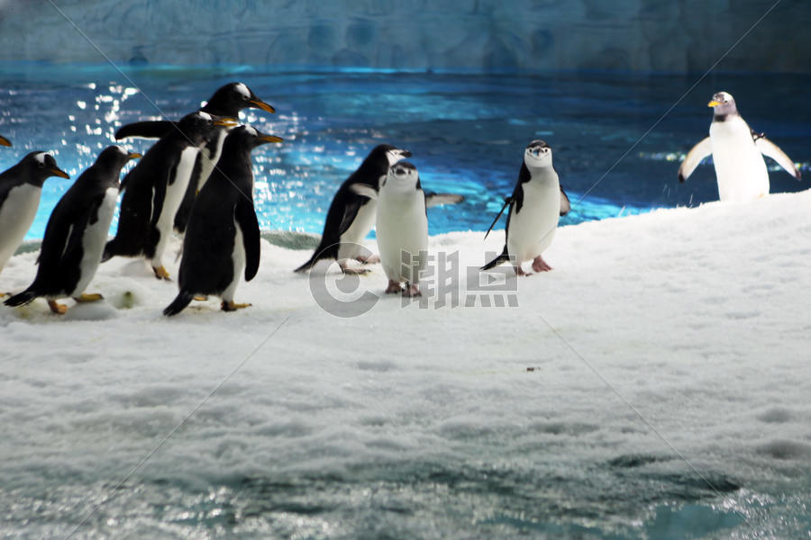 珠海长隆海洋世界的企鹅图片素材免费下载