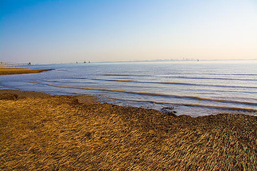 上海崇明西滩湿地公园图片素材免费下载