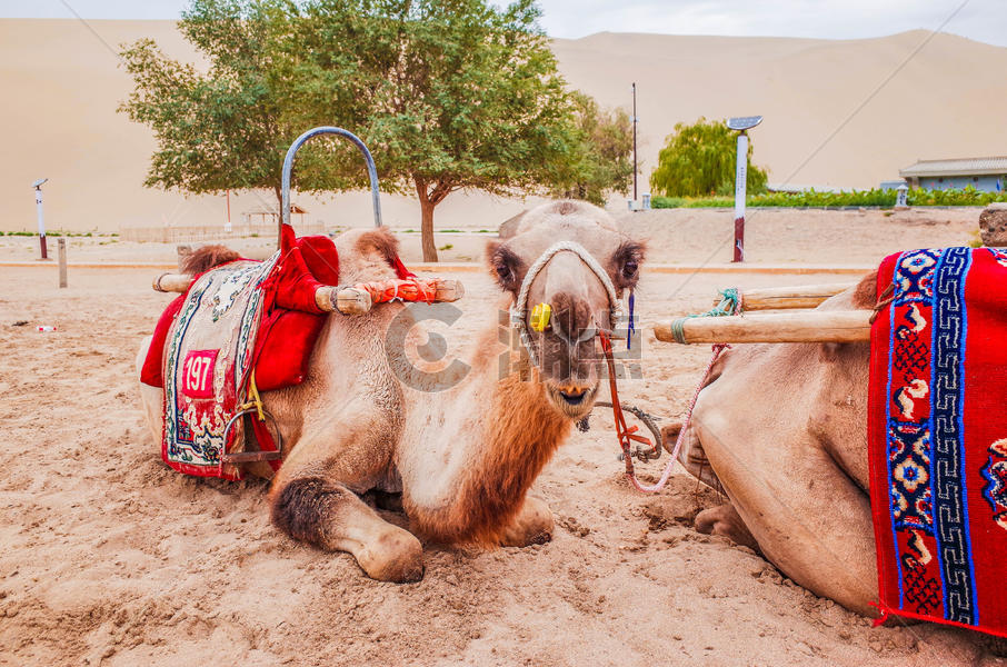 甘肃敦煌鸣沙山骆驼图片素材免费下载