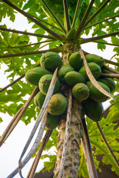 福建椰子树图片素材免费下载