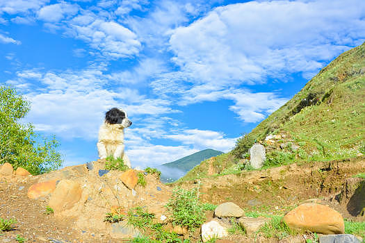 西藏沿途小狗图片素材免费下载