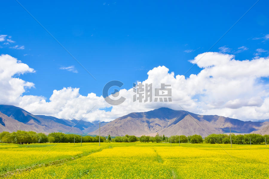 西藏羊湖油菜花田图片素材免费下载