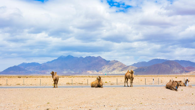 青海省海西蒙古族藏族自治州茶卡盐湖骆驼图片素材免费下载