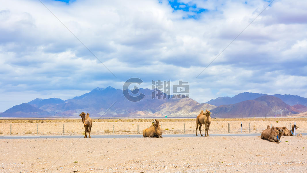青海省海西蒙古族藏族自治州茶卡盐湖骆驼图片素材免费下载