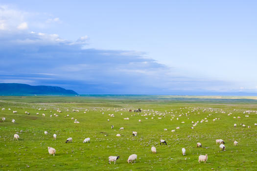 青藏公路沿途风光和羊群图片素材免费下载